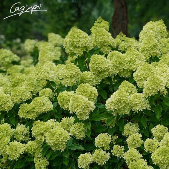 Гортензия метельчатая 'Little Lime' - 8