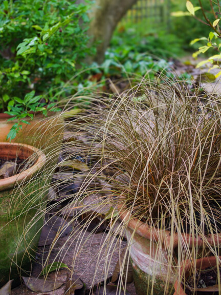 Осока Петрі ‘Milk Chocolate’ - 4