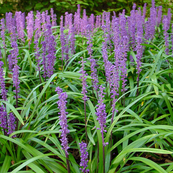 Лириопе мускари 'Royal Purple' - 4