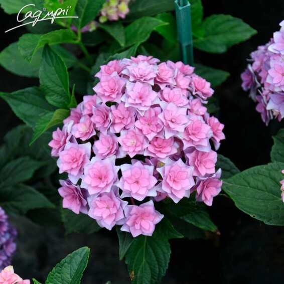Гортензия крупнолистная 'You and Me Together Rose'® - 2
