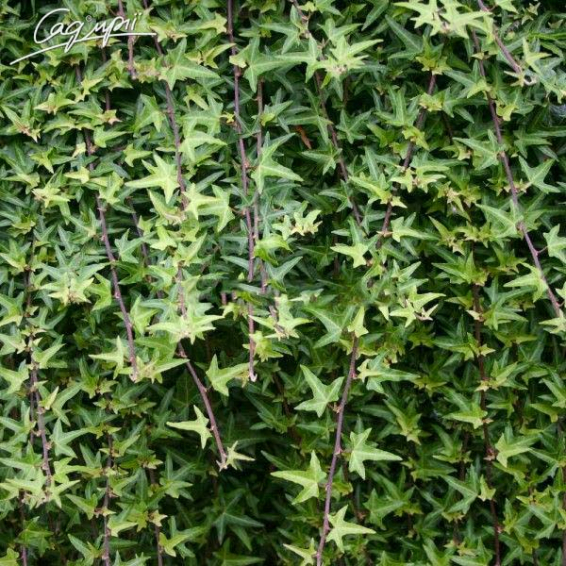 Плющ обыкновенный 'Sagittifolia' - 2