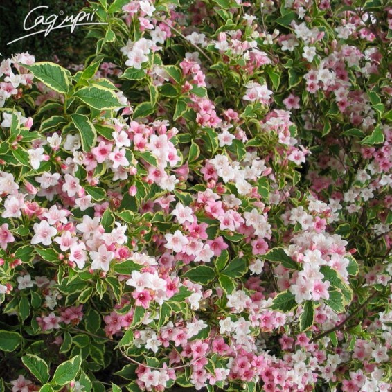 Вейгела 'Nana Variegata', p9 20-30 - 6