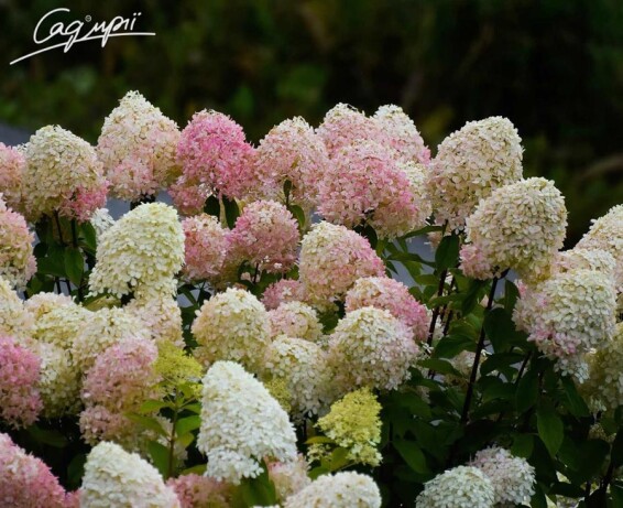 Гортензия метельчатая 'Summer Love' - 2