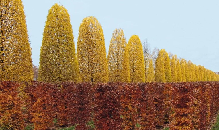 Граби Fastigiata від Саду Вашої мрії