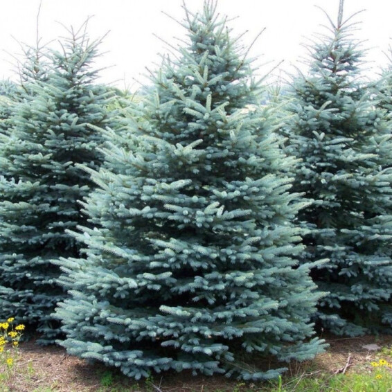 Ель колючая 'Glauca' - ф. голубая - 1