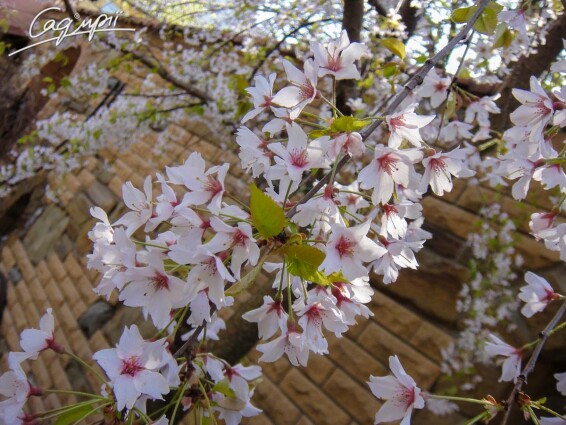 Вишня субхиртелла 'Pendula' - 6