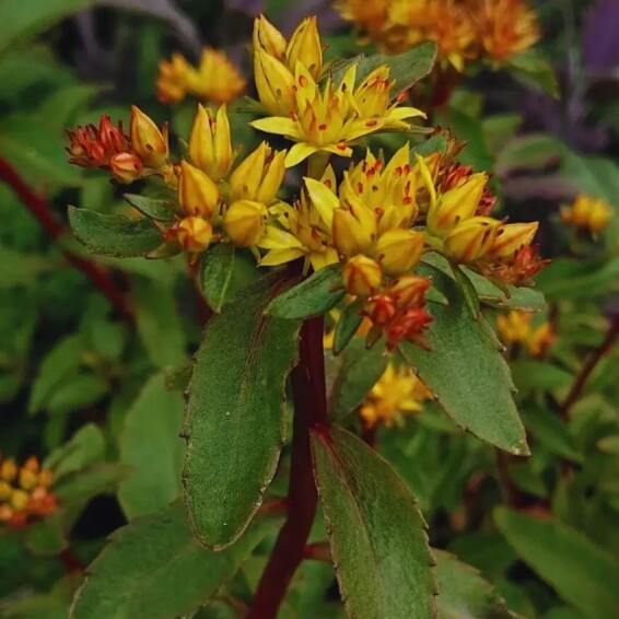 Очиток живучий, C3 - - 4