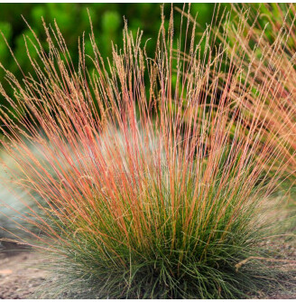 Костриця аметистова ‘Walberla’