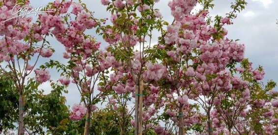 Сакура дрібнозубчаста 'Pink Perfection' - 3
