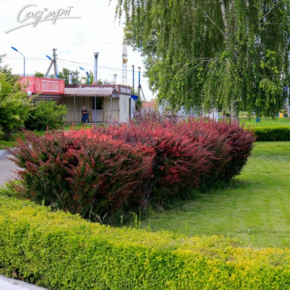 Барбарис Тунберга 'Atropurpurea' - 1