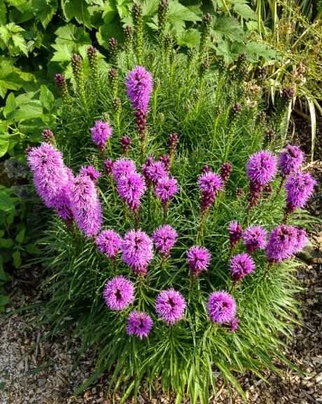 Ліатріс колосковий 'Floristan Violet' - 4