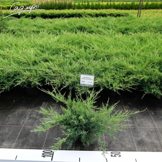 Ялівець середній 'Pfitzeriana Glauca' - 4