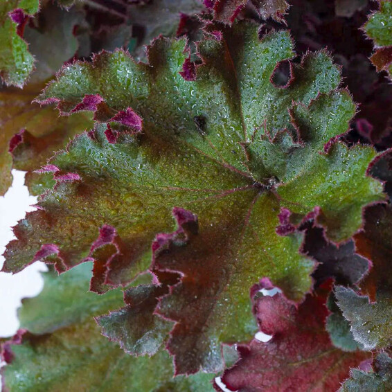 Гейхера 'Rex Red® PBR' - 3