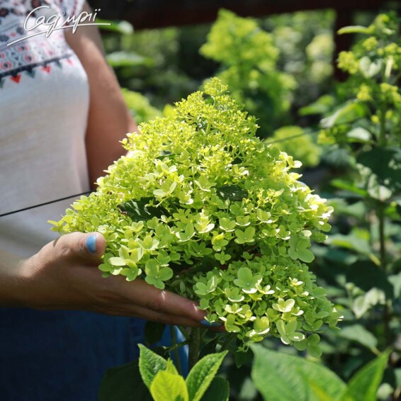 Гортензія волотиста 'Limelight' ® - 4