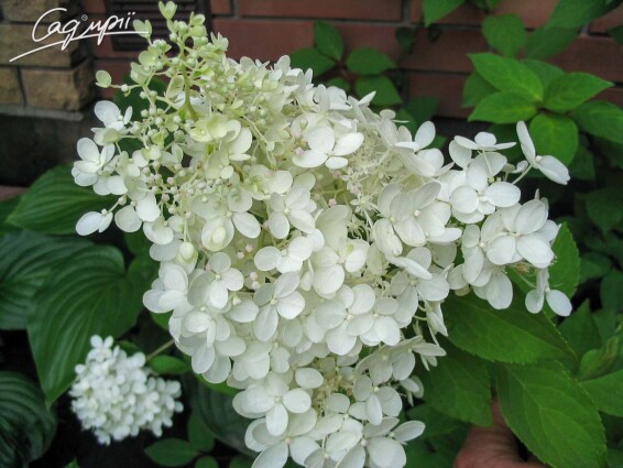 Гортензия метельчатая 'Grandiflora' - 1