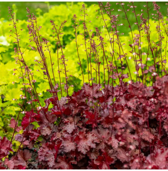 Гейхера 'Rex Fire® PBR'