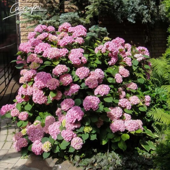 Гортензия крупнолистная 'Bouquet Rose' - 1