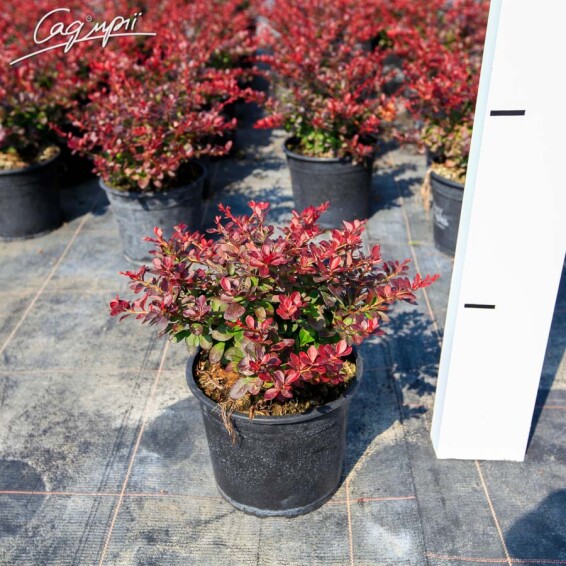 Барбарис Тунберга 'Atropurpurea Nana' - 5