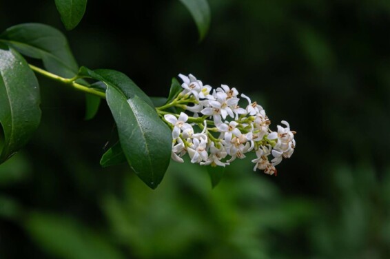 Бирючина звичайна - 2