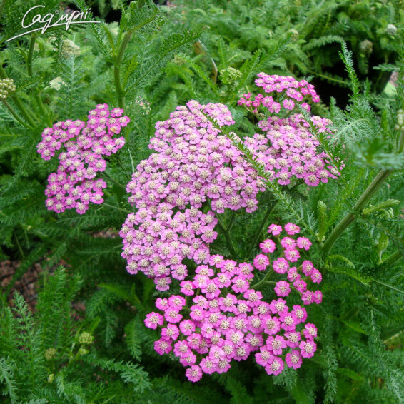 Тысячелистник гибридный 'Tutti Frutti 'Pink Grapefruit' ®' - 6