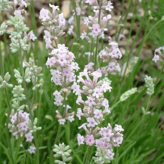 Лаванда вузьколиста 'Rozea' - 5