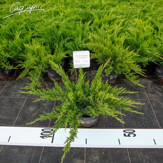 Ялівець козацький 'Tamariscifolia' #1, WRB 175-200 - 1
