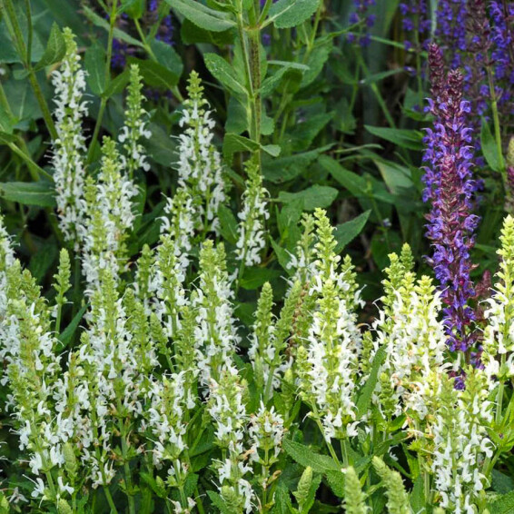 Шалфей дубравный 'Schneehugel', C3 - - 2