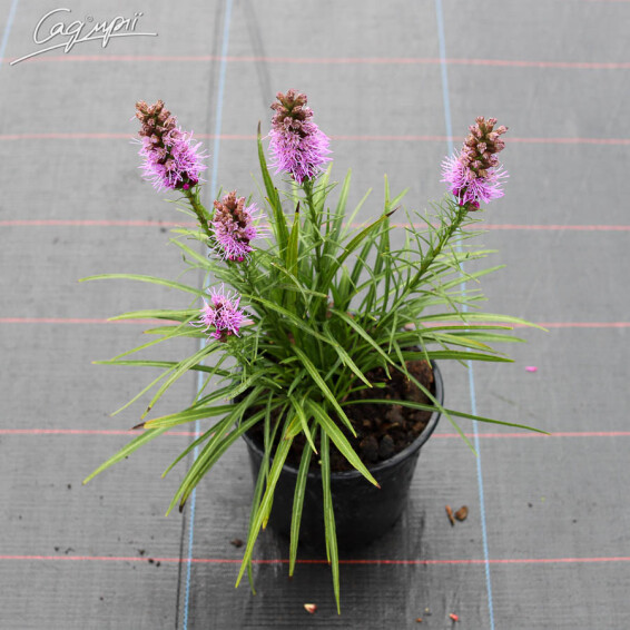 Ліатріс колосковий 'Floristan Violet' - 2