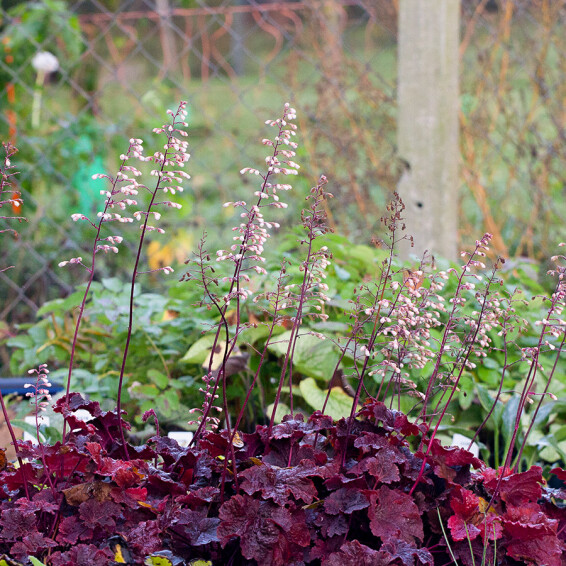 Гейхера 'Cajun Fire' - 2