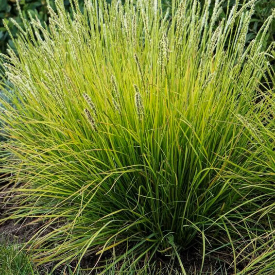 Сеслерия осенняя #1, ГК - - 6