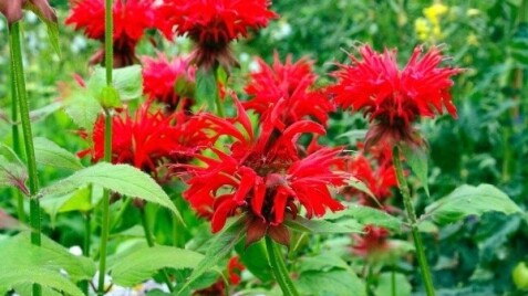 Монарда "Gardenview Scarlet": яскрава квітка для смачних чаїв