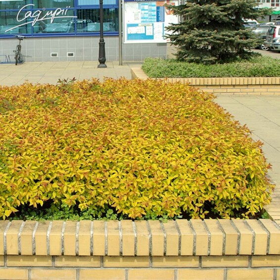 Спірея японська 'Goldflame' - 4