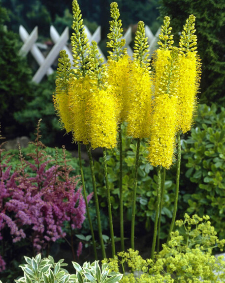 Эремурус 'Moneymaker' - 3