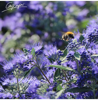 Кариоптерис 'Heavenly Blue' #3, С2,C3  60-80