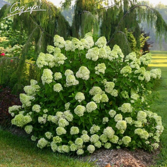 Гортензия метельчатая 'Little Lime' #1, С2 100-125 - 4