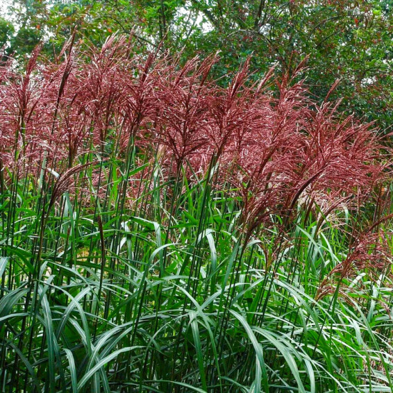 Мискантус китайский 'Serengeti®' #1, ГК - - 2