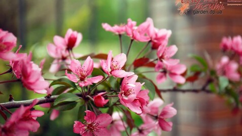 Яблоня декоративная 'Royalty'