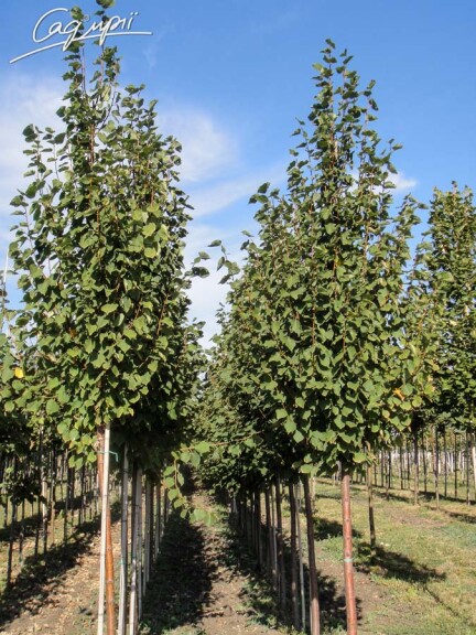 Липа сердцелистная 'Greenspire' #1, C60 14--16 300-350 St. 180-200 - 1