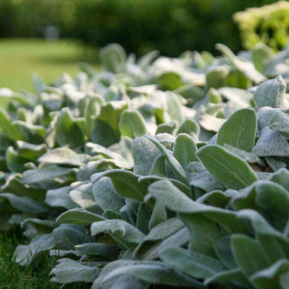 Чистец византийский ‘Silver Carpet’ - 6