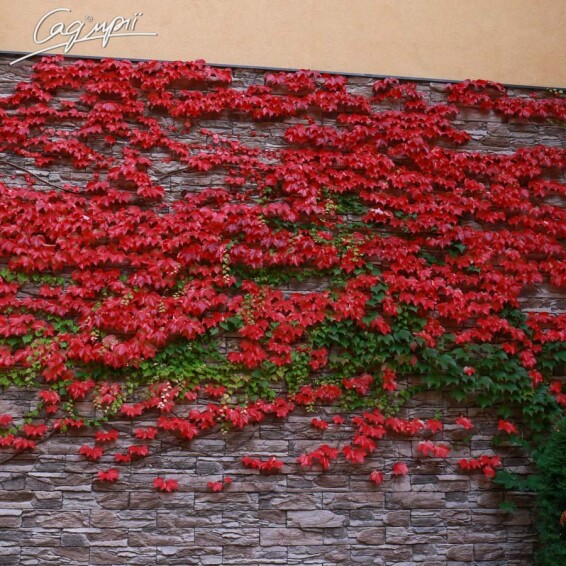 Виноград триостренный 'Veitchii' - 10 Виноград триостренный 'Veitchii' - 10