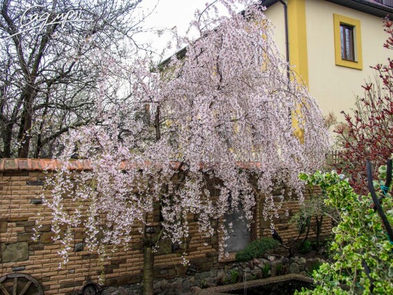 Вишня субхиртелла 'Pendula' - 3