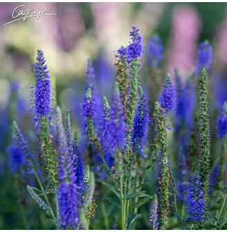 Вероніка колоскова 'Younique Baby Blue' ® PBR