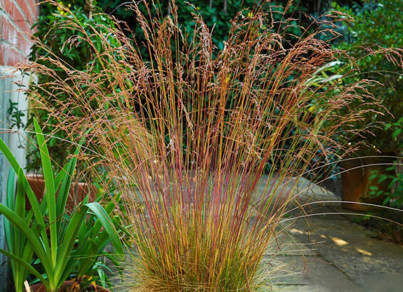 Костриця аметистова ‘Walberla’ - 3