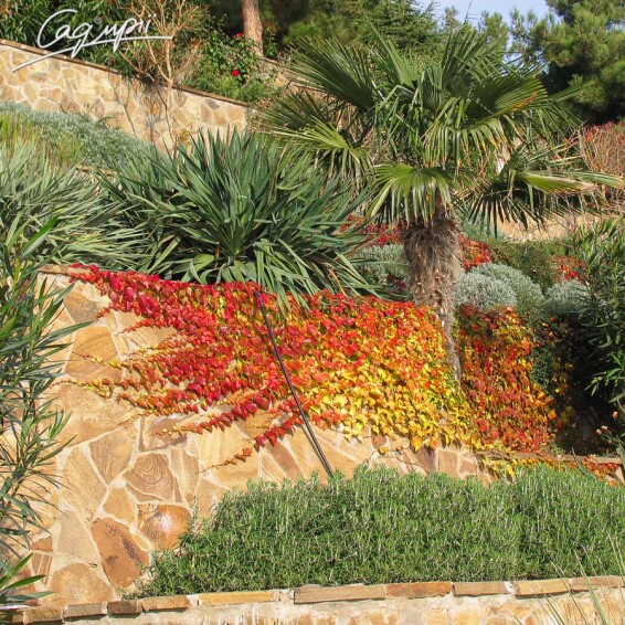 Виноград триостренный 'Veitchii' - 7 Виноград триостренный 'Veitchii' - 7