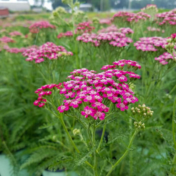 Тысячелистник гибридный 'Rainbow Lightning Pink®' #1, ГК - - 3