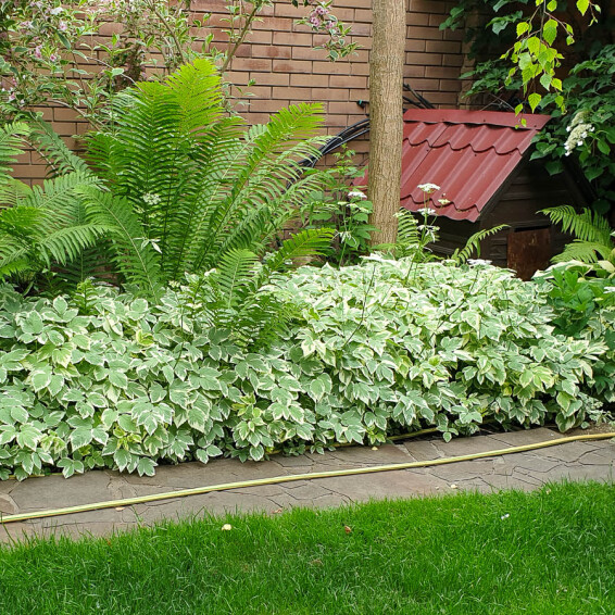 Яглиця звичайна 'Variegata' - 3