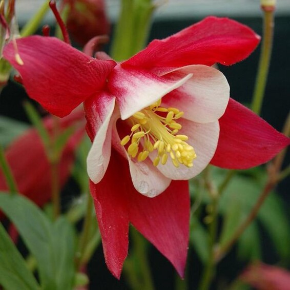 Аквілегія (водозбір) 'Crimson Star' - 4