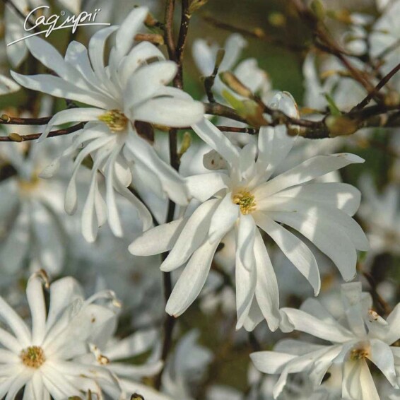 Магнолия 'Rosea' - 3