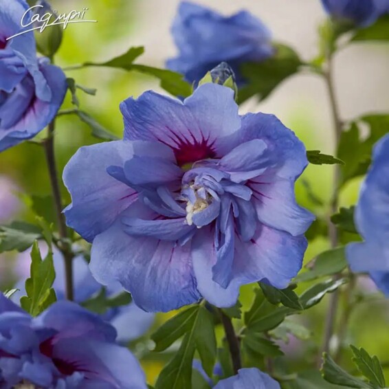 Гибискус сирийский 'Blue Chiffon' - 4