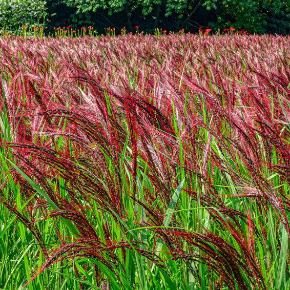 Мискантус китайский 'Boucle®' #1, ГК - - 4